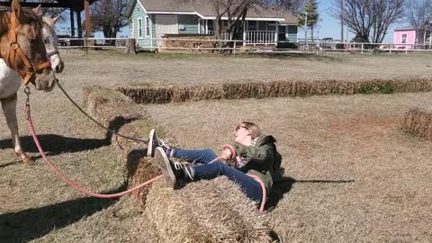 Horse Training Hay Bail Fail