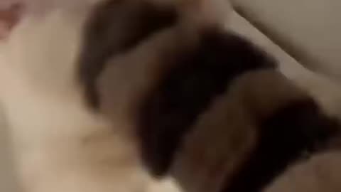 Cat video