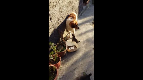 Puppy in trouble calls his brothers