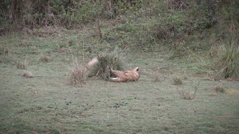 Cute lion cubs playing with each other