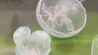 Moon Jellies