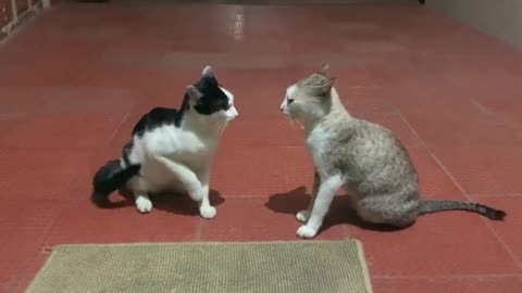 Cat doing John Cena moves on mom |cats wrestling