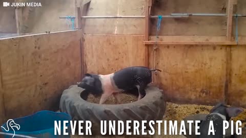 Pig Figures Out The Smartest Way To Escape His Pen