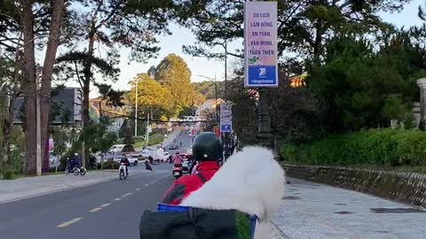 Fluffy Samoyeds Enjoy a Moped Ride
