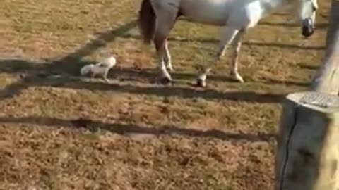 Horse Fight vs Wild Rooster