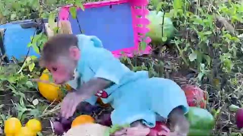 Monkey Funny Video