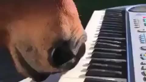 Horse playing piano