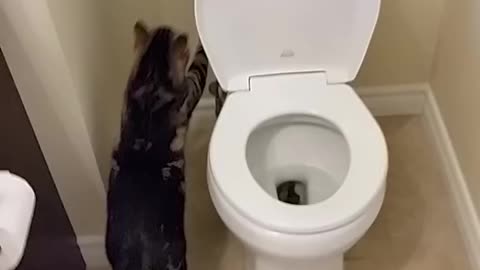 My Cat uses the human toilet