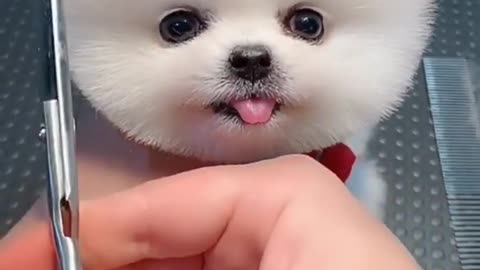 Verry cute dog.