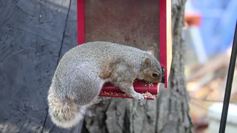 Squirrel eating food,,,