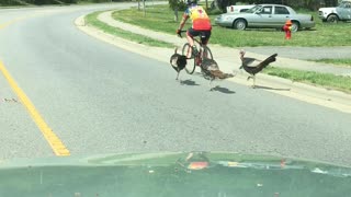 A Bunch Of Turkeys Chase Cyclist For Two Miles