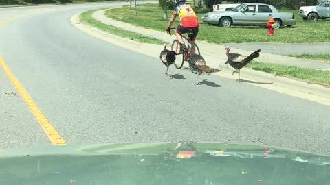 A Bunch Of Turkeys Chase Cyclist For Two Miles