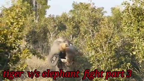 Tiger cub v/s elephant fight part 3