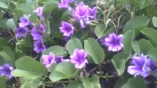 A garden of bayhops on the beach near the sea, purple and beautiful flowers! [Nature & Animals]