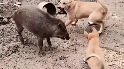 Pig And Dog Fight #shorts #shortsvideo #video #viral