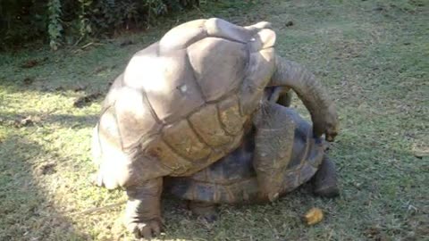 Giant Tortoise Making love