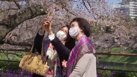 Cherry blossom season comes early in Japan | The World