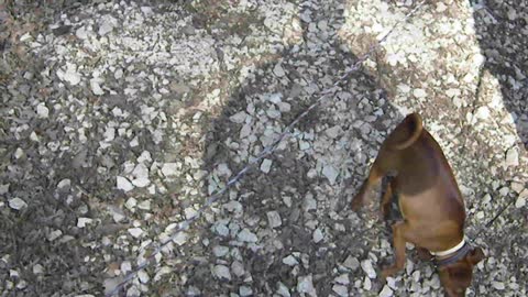 Doberman Loses Staring Contest With A Wolf