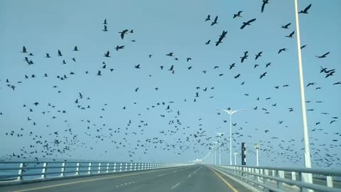 There are a lot of birds flying on the bridge.