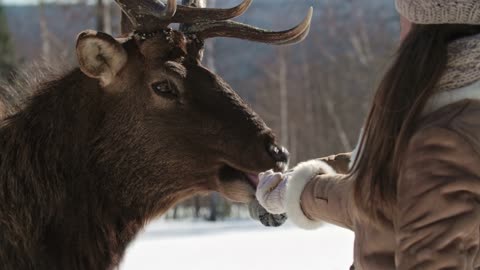 Amazing Clip Of A Deer Eating From People's Hands