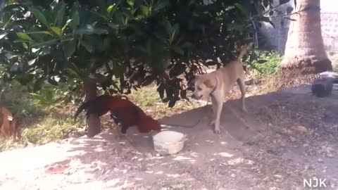 rooster abd dog funny video