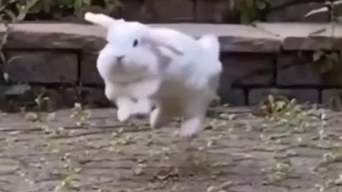 Rabbit dancing Balinese