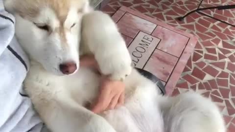Love to get your belly rubbed?