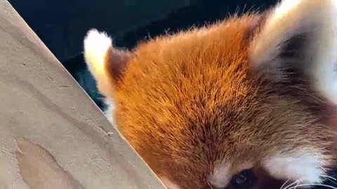 brother hunk!! Smoking cats What cat Suck some unusual cat today! Red panda (Ailuropoda melanoleuc