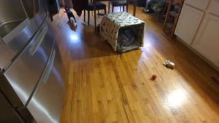 Dog Barking at and Chasing Super Ball