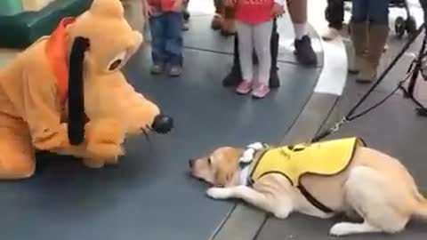 So Cute!!! Service Dog in training gets to meet his favorite character Pluto!