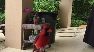 Wild Cardinal Eats Peanut Out of Man's Hand