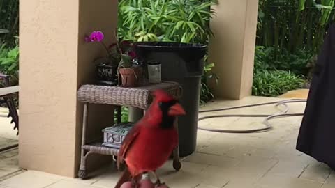 Wild Cardinal Eats Peanut Out of Man's Hand