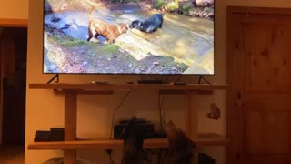 Moose and Bear watching Moose and Bear on TV