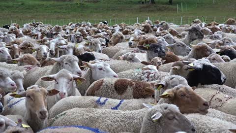 herd sheep lambs goats