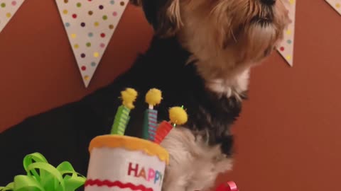 Happy Birthday dogs funny video