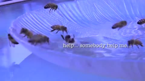 Wow! Watch A Bee Save Another Bees Life!