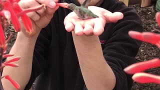 Hummingbird Feeds Out of Man's Hand