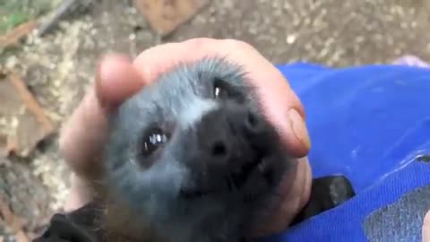 Juvenile bat squeaks while being petted