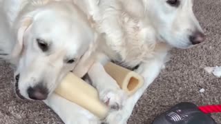 Golden Retriever mistakes dog's leg for tasty bone