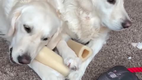 Golden Retriever mistakes dog's leg for tasty bone