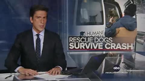 Plane filled with rescue dogs crashes, none seriously injured