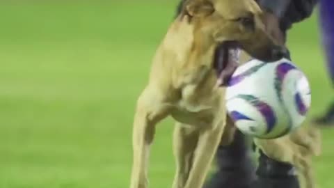 Funny and Adorable Dog Trolls Football Game
