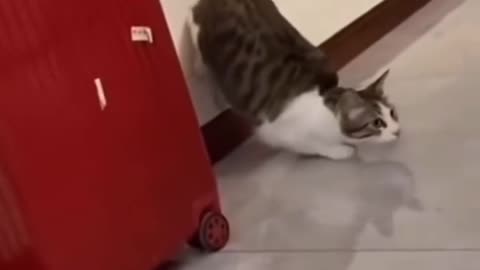 The Cat That Planned Too Much and Got Slapped! 😂