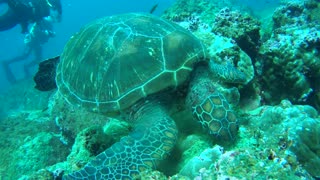 Cute Galapagos Sea Turtle