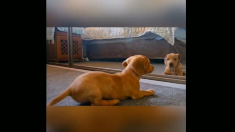 Puppy playing with his mirror image