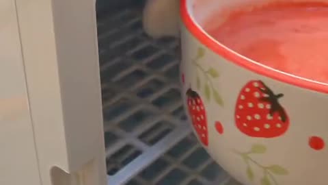 cat makes watermelon juice