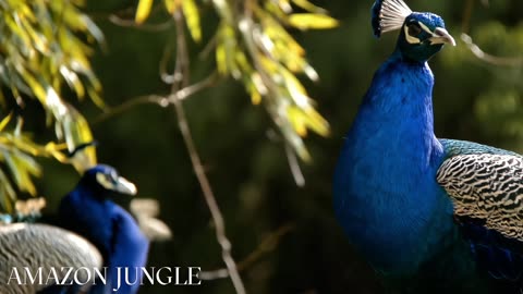 Exclusive: Stunning Peacock Display in Amazon Jungle 🦚🌿 | Rare Footage