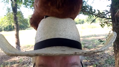 Chicken Hat