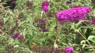 Butteryfly bushes at Highland Hill Farm near Philadelphia
