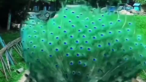 AMAZING PEACOCK DANCE